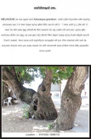 About Rumassala